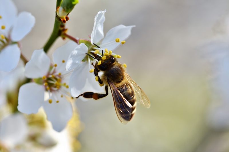 jardinerie-SALLAGRIFFON-min_bee-4092986